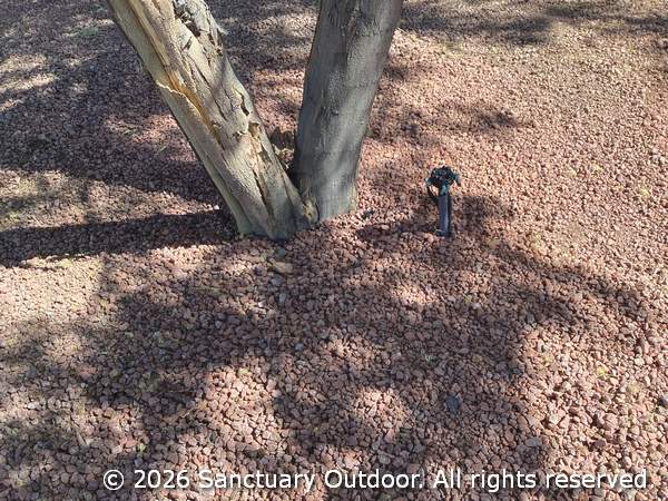 Mini bubbler watering mimosa tree